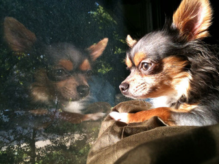 Illustration for article titled Shooting Challenge Pets Gallery 3